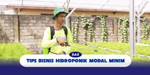 tips-bisnis-hidroponik-dengan-modal-minim