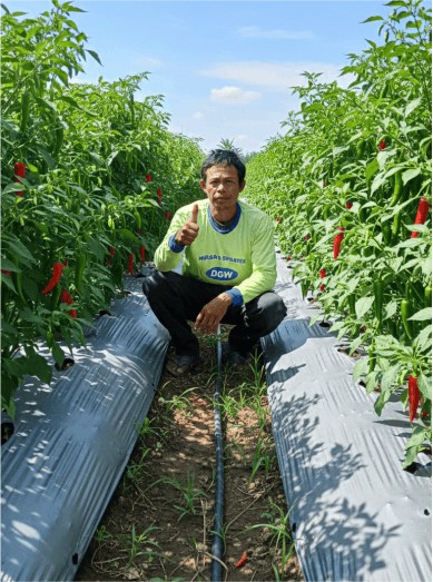 testimoni penggunaan mulsa dgw di jeneponto