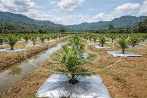 mulsa kebun sawit