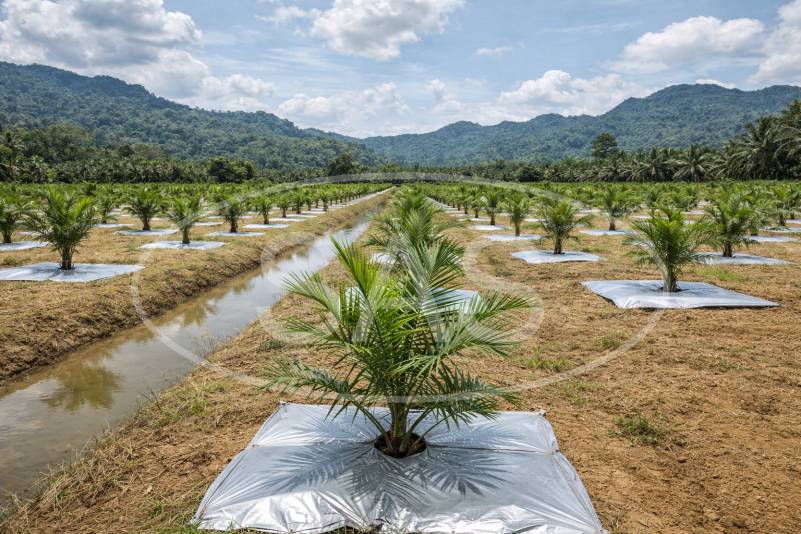 mulsa kebun sawit