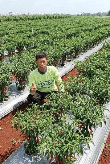 testimoni mulsa dgw petani cabai sulawesi