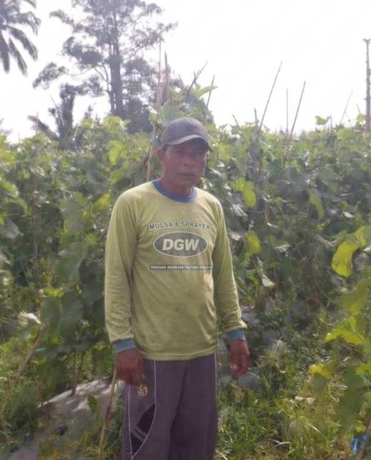 testimoni mulsa dgw pada kebun semangka