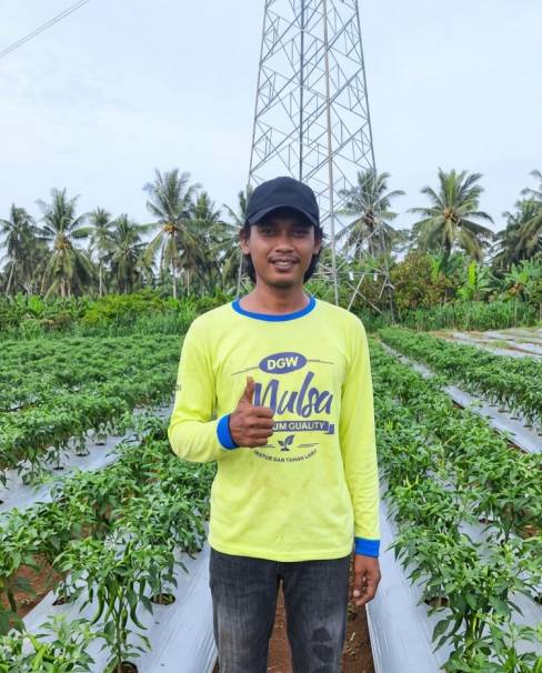 testimoni mulsa pt semesta alam sejati dgw petani lampung