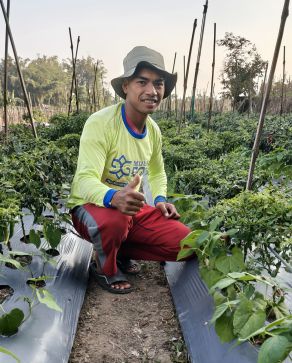 testimoni petani cabai pengguna mulsa dgw