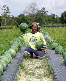 testimoni-mulsa-petani-melon-kalimantan